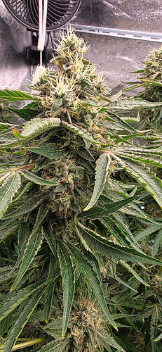 Growreport Bild 72