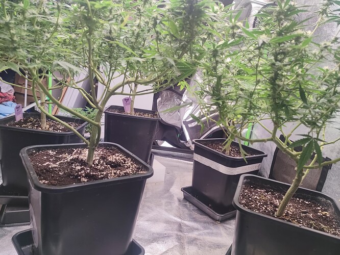 Growreport Bild 34