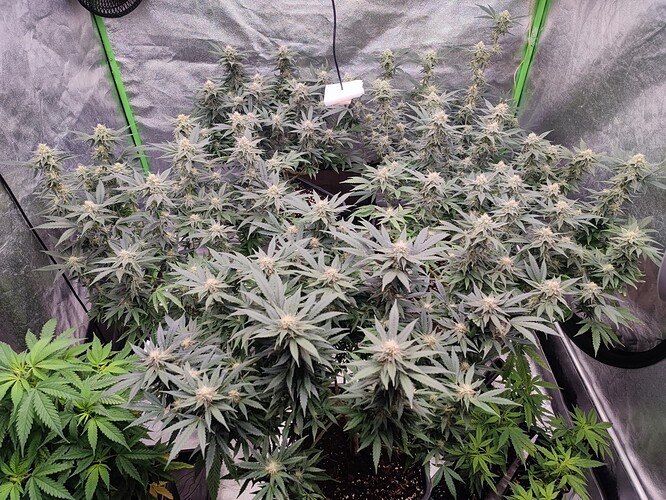 Growreport Bild 19