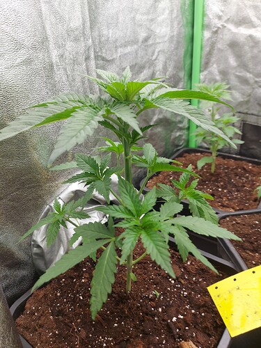 Growreport Bild 5