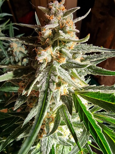 Growreport Bild 2