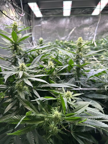 Growreport Bild 11