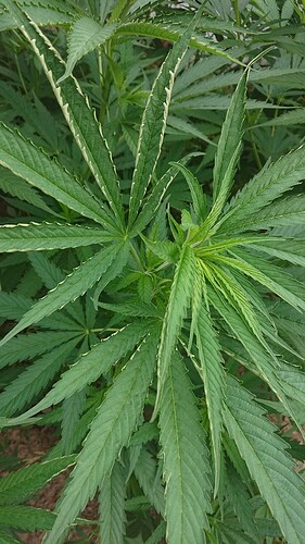 Growreport Bild 20