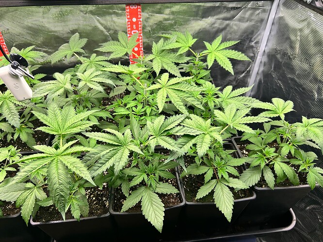 Growreport Bild 6