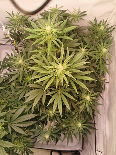 Growreport Bild 9