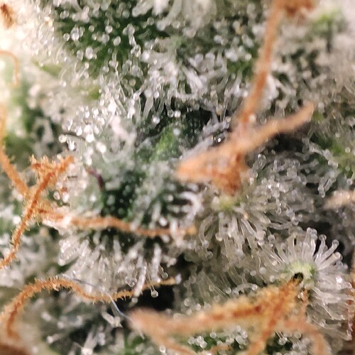 Growreport Bild 90