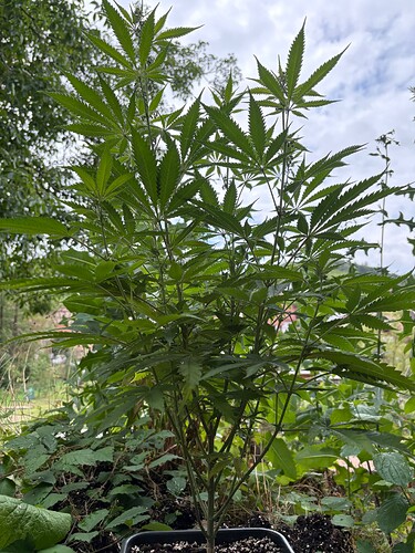 Growreport Bild 7