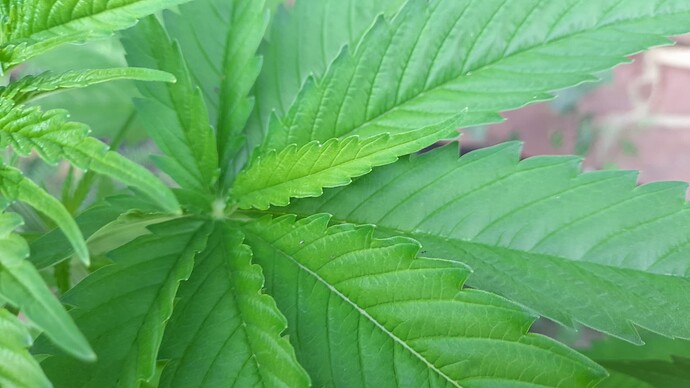 Growreport Bild 5