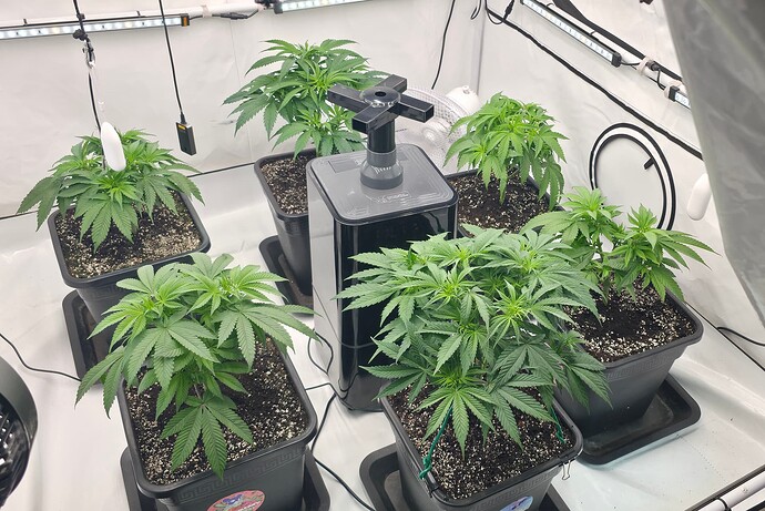 Growreport Bild 31