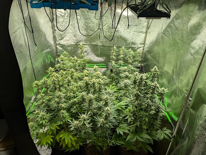 Growreport Bild 5