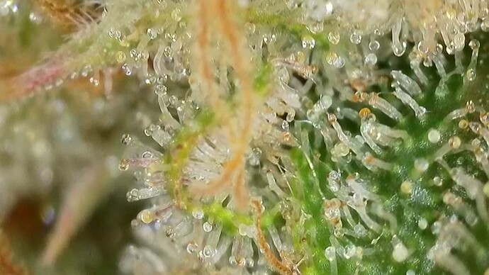 Growreport Bild 23