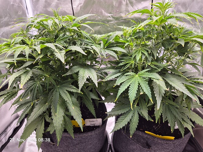 Growreport Bild 4