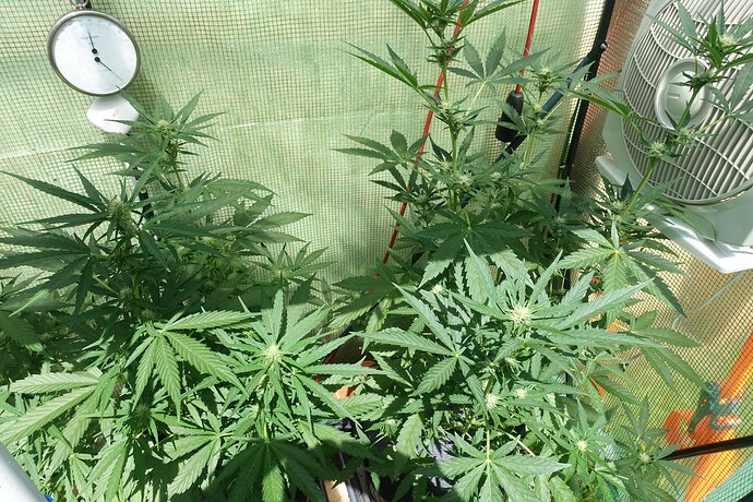 Growreport Bild 4