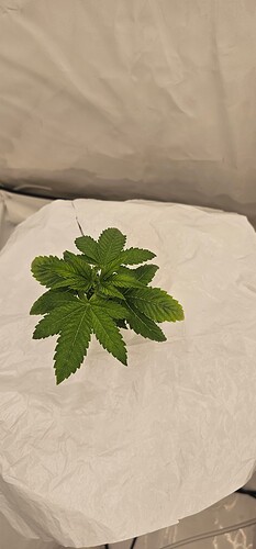 Growreport Bild 25