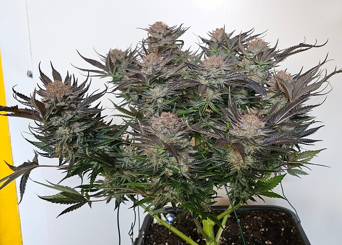 Growreport Bild 43