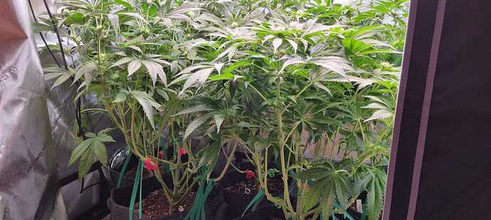 Growreport Bild 44