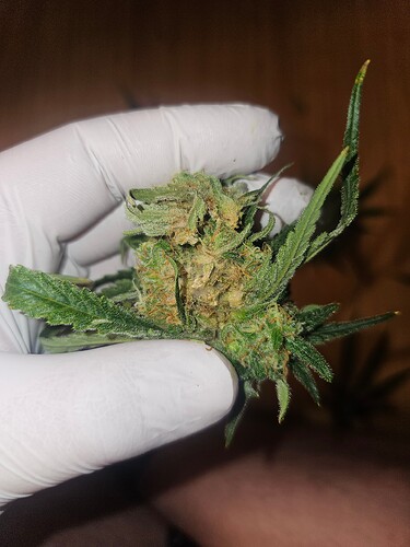 Growreport Bild 39