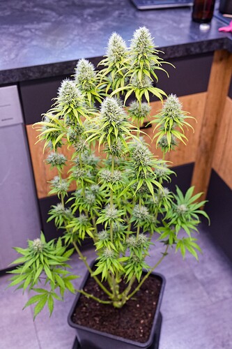 Growreport Bild 16