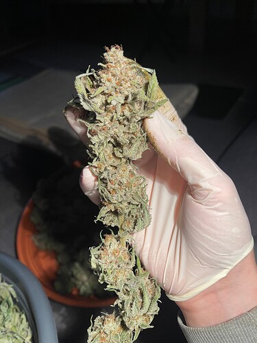 Growreport Bild 3