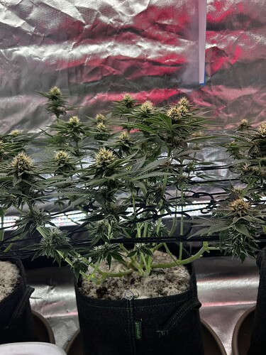 Growreport Bild 17