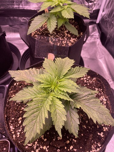 Growreport Bild 2