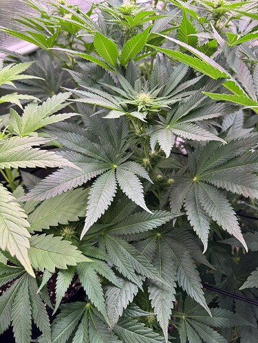 Growreport Bild 31