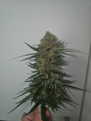 Growreport Bild 7