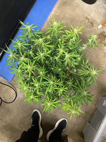 Growreport Bild 86
