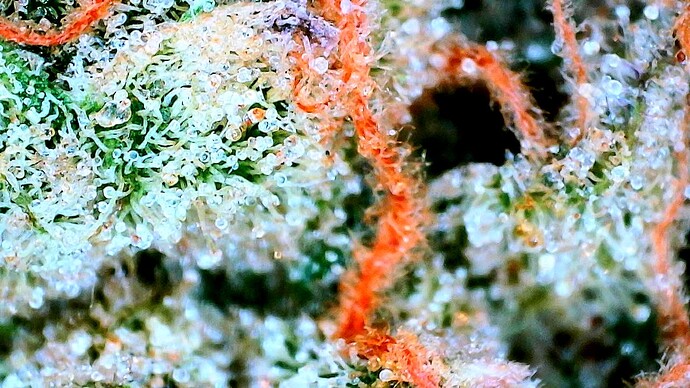 Growreport Bild 12