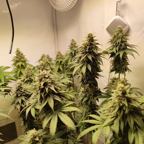 Growreport Bild 14