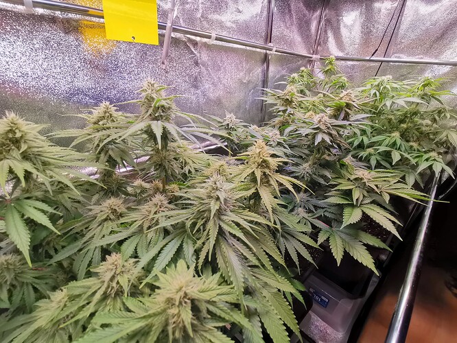 Mix grow BT38 (1)