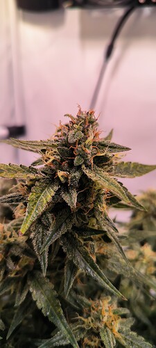 Growreport Bild 11