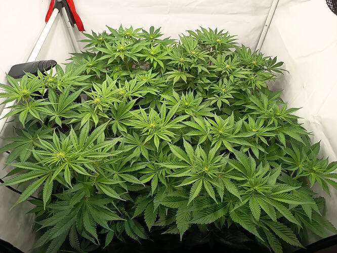 Growreport Bild 10