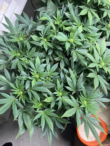 Growreport Bild 13