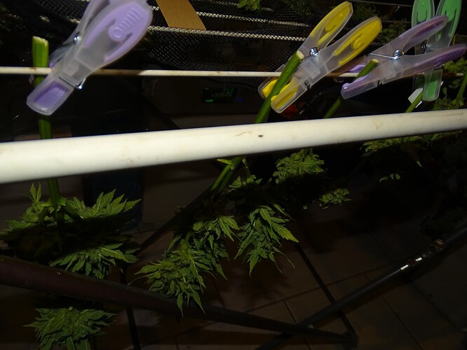 Growreport Bild 13