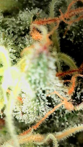 Growreport Bild 11