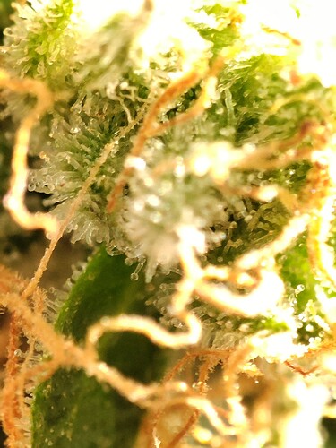 Growreport Bild 4