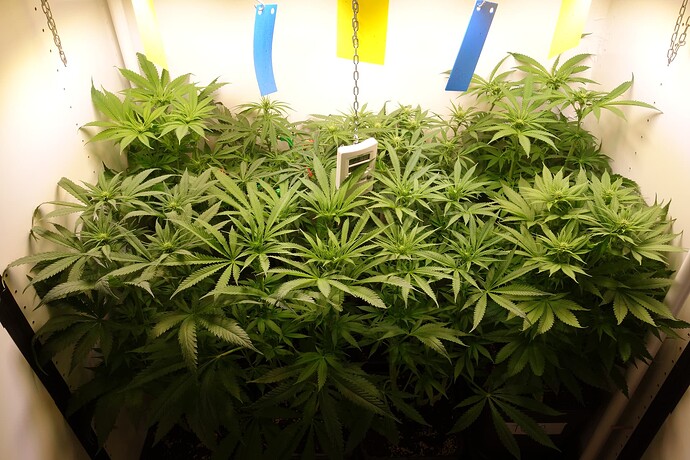 Growreport Bild 4