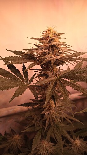 Growreport Bild 16