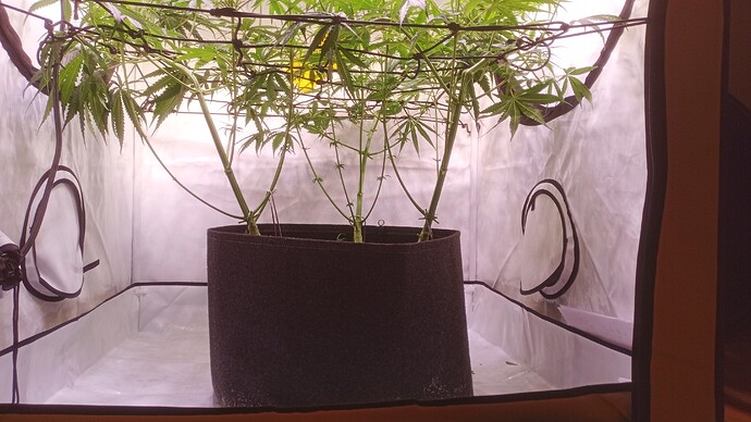 Growreport Bild 20