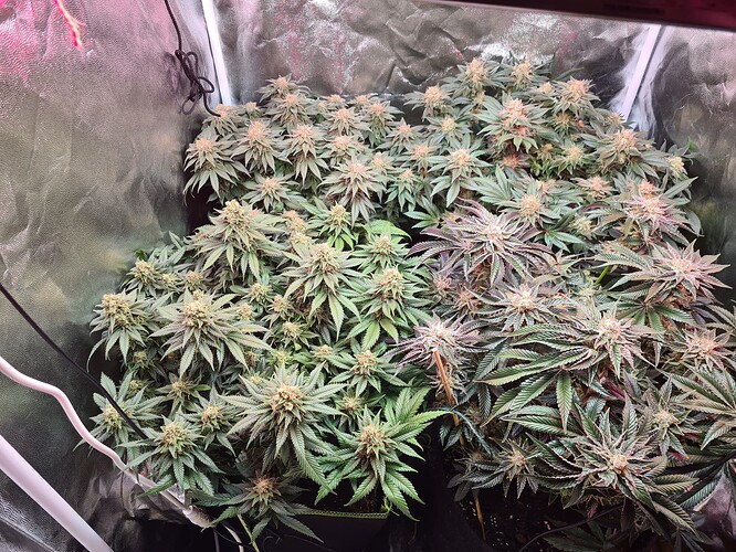 Growreport Bild 1