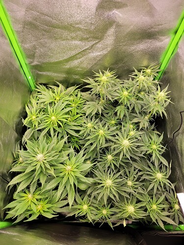 Growreport Bild 9