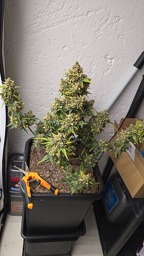 threema-20240615-215249731