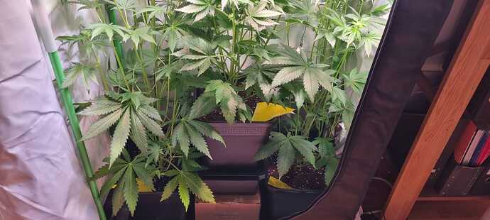 Growreport Bild 2