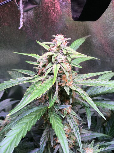 Growreport Bild 3
