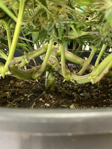 Growreport Bild 35