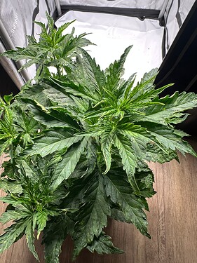 Growreport Bild 15