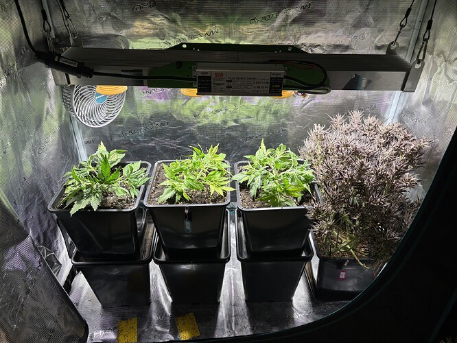 Growreport Bild 1