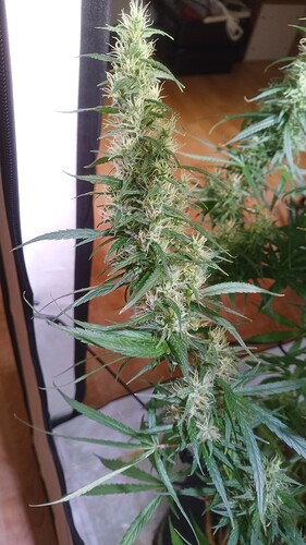 Growreport Bild 5