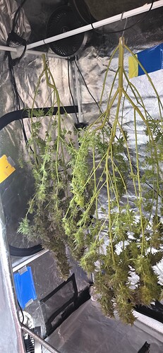 Growreport Bild 75